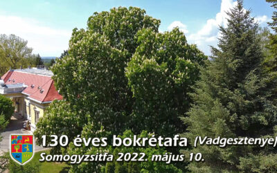 Virágba borult az iskolában a bokrétafa